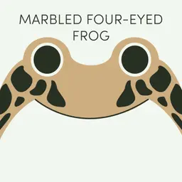 Marbled Four-Eyed Frog | Week of July 27th