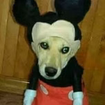 lesbicocosfm