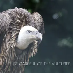 Be Careful of the Vultures