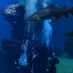 Prosa Ibérica | Una entrañable boda entre tiburones y escarabajos homosexuales