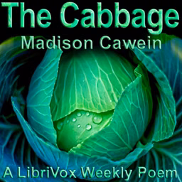 Cabbage