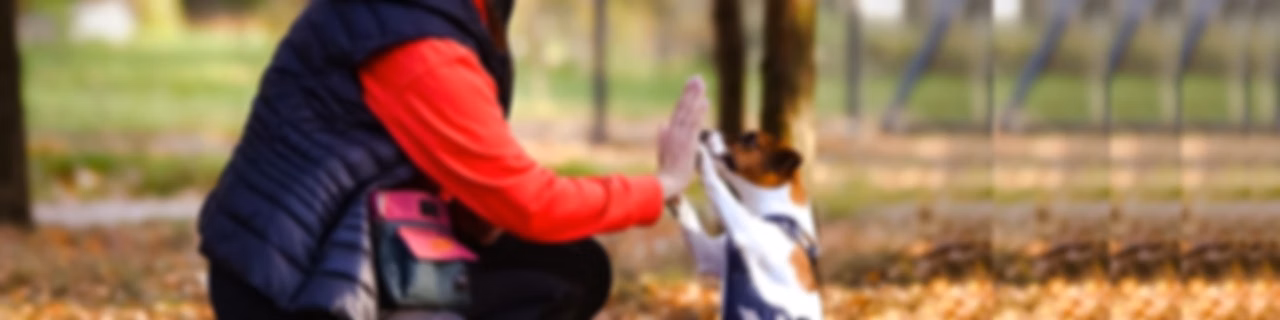 Łapy w górę