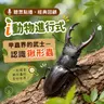 聽眾點播｜i動物進行式｜經典重播：甲蟲界的武士--認識鍬形蟲