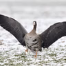Die Tierdocs: Entenvogel ist hochnäsig