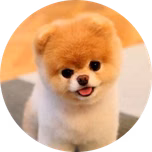 Minidoge