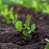June Q&A lightning round: What to do about cutworms, berry-less bushes and more