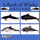 Book of Whales, A by Frank Evers Beddard (1858 - 1925)
