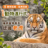 聽眾點播｜i動物進行式｜經典重播：捕抓獵物高手--認識老虎🦁