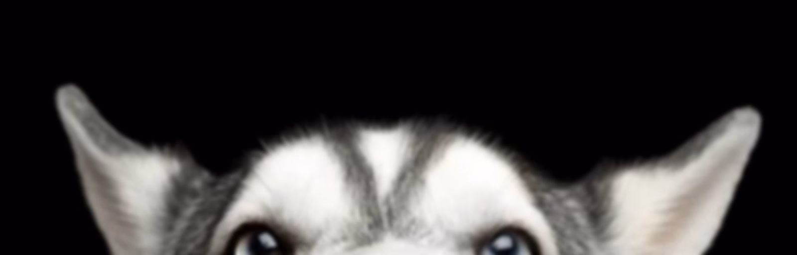 Black N Husky