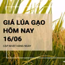 Giá lúa gạo hôm nay ngày 16/06: Xu hướng đi ngang với cả lúa và gạo