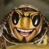 Kienzle und das Insektenwissen