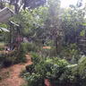 Growing food with Anne Yasalonis & Celia Beamish