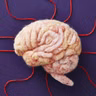 When is your brain actually 'adult'?
