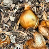 Avoid critter nibbles with these 3 bulb planting strategies