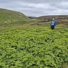 Við Tórði á skørutúri