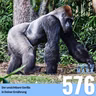 Der unsichtbare Gorilla in Deiner Ernährung (#576)