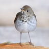 Hearing Birdsong Can Help Decrease Anxiety