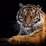 tiger981