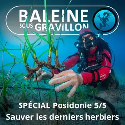 SPÉCIAL Posidonie 5/5 : Sauver les dernières prairies sous-marines (Laurent Ballesta, Pierre Descamp)