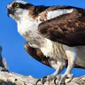 The Superbly Adapted Osprey