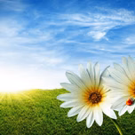 1dhanu_h