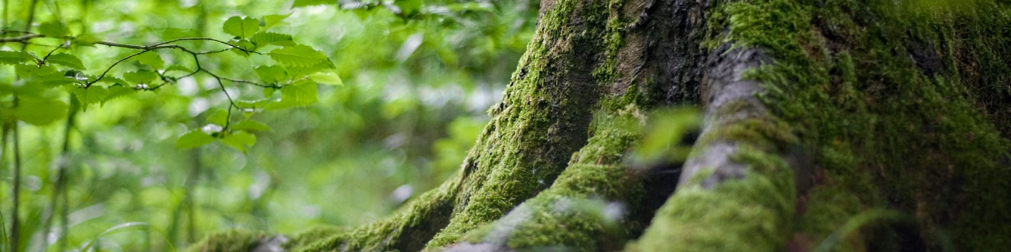 GreenZone