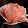 Parachutes That Melt Petals