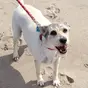 PetsRescueRadio.com