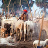 3352: FEATURE | Sounds of Wealth - A Cattle Market in Rumbek