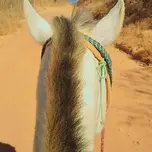 Nogueira