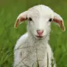 Die Tierdocs: Lamm badet und macht Motorgeräusche