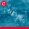 Episodio 759 | Nicaragua admite 13 casos de gusano barrenador, que se extiende en Panamá y Costa Rica