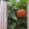 A day in the life of a back porch tomato plant