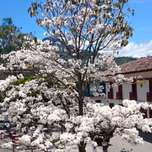 Guayacán