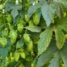 Episode 80: 2026 Hops and Brewing with Flowables