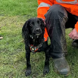 River, the signal crayfish detection dog