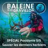 SPÉCIAL Posidonie 5/5 : Sauver les dernières prairies sous-marines (Laurent Ballesta, Pierre Descamp)