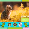 13 datos curiosos sobre los gatos