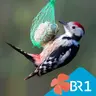 Besser leben - Sommerfütterung der Gartenvögel: sinnvoll oder überflüssig?