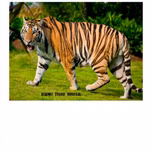 Radio Tigre Digital
