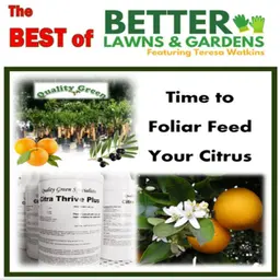 S2 Ep462: Best of Better Lawns and Gardens - Hour 1 Citrus Foliar Feeding July 4, 2026