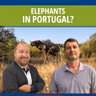 Elephants in Portugal?