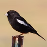 The Lark Bunting’s Eye-Catching Display