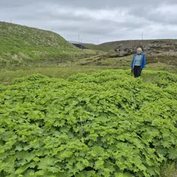 Við Tórði á skørutúri