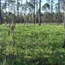 North Carolina Rants (NSFW)