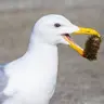 Birds in Summer — the Heat of the Day