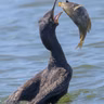 Cormorants Dive During the Day