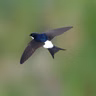 Spark Bird: Olya Weekley And The House-Martins