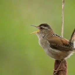 The Marsh Wren