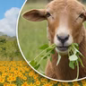 Girasol mexicano: una alternativa sustentable para la alimentación del ganado en Tabasco 🌼🌿🐄